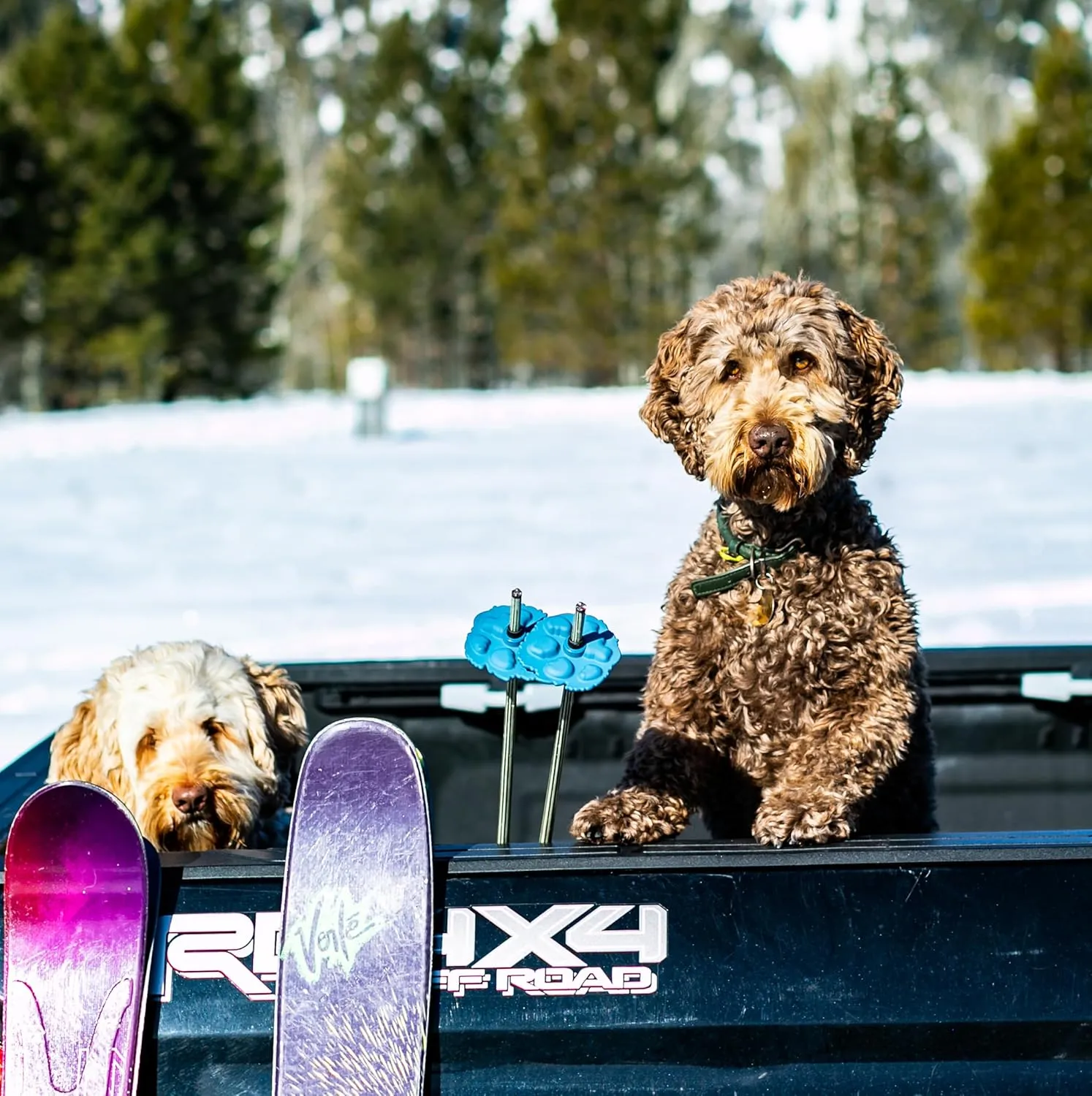 Wolf | Mountain Lion Ski Pole Baskets